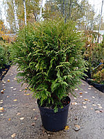 Туя западная Глобоса (Thuja occidentalis 'Globosa') С10 выс. 60-70 см