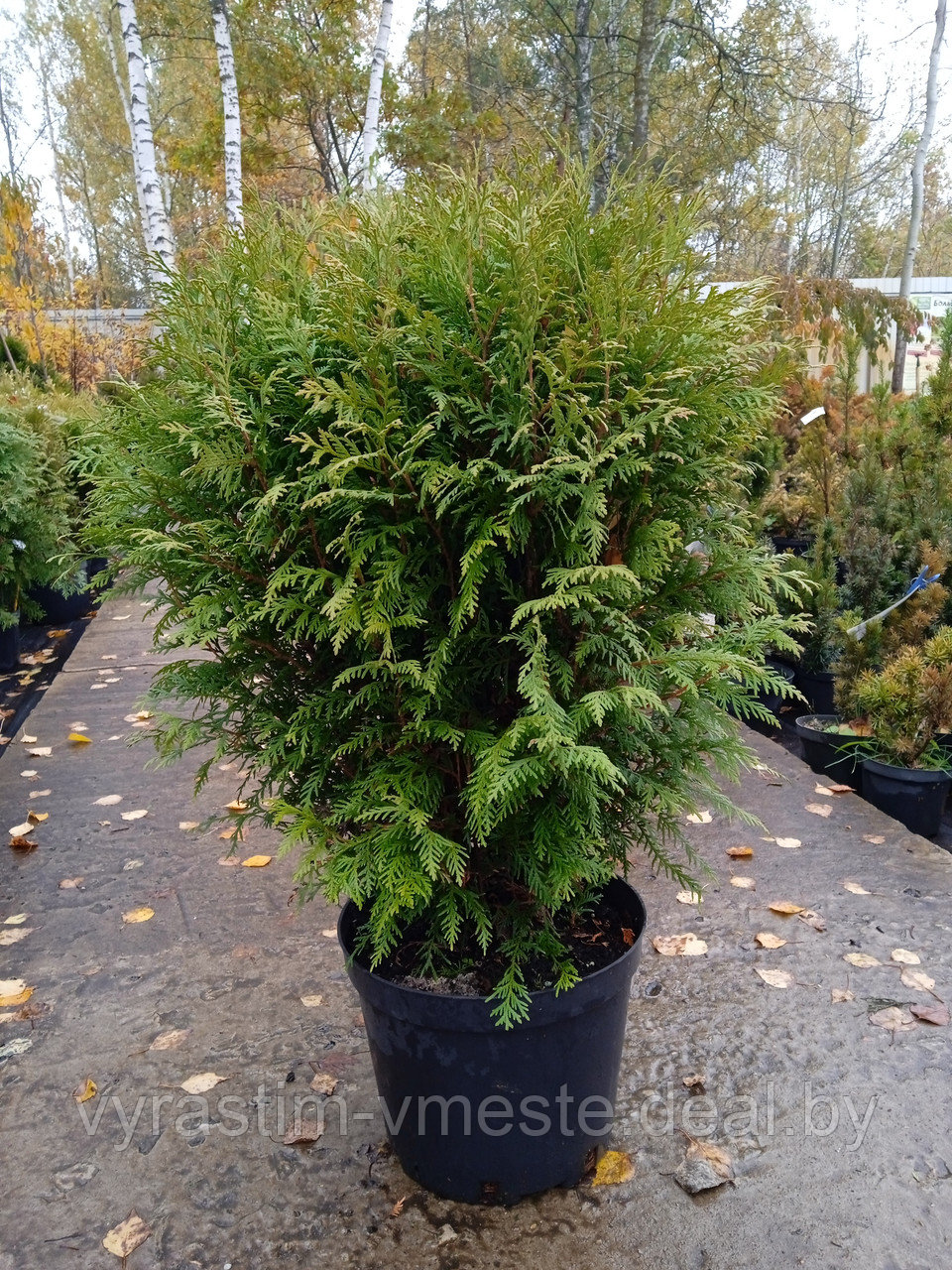 Туя западная Глобоса (Thuja occidentalis 'Globosa') С10 выс. 60-70 см - фото 1 - id-p166146614