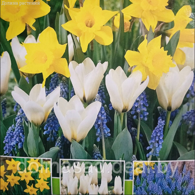 Holland Bulbs Набор 7 нарциссов+8 тюльпанов +15 мускари - фото 1 - id-p130361727