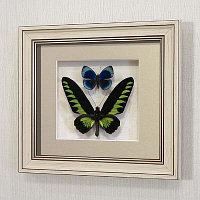 Бабочки Белый раджа и Фиалковый граф или летающий самоцвет, арт.: 140а