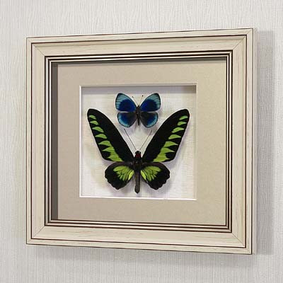 Бабочки Белый раджа и Фиалковый граф или летающий самоцвет, арт.: 140а
