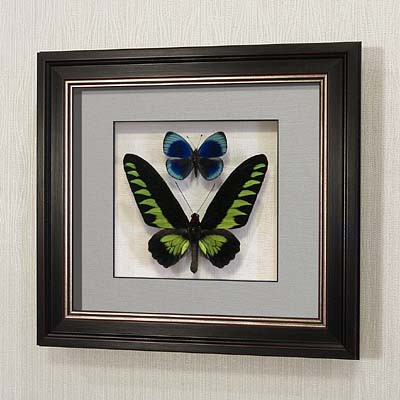 Бабочки Белый раджа и Фиалковый граф или летающий самоцвет, арт.: 140в