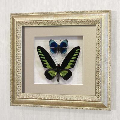 Бабочки Белый раджа и Фиалковый граф или летающий самоцвет, арт.: 140с