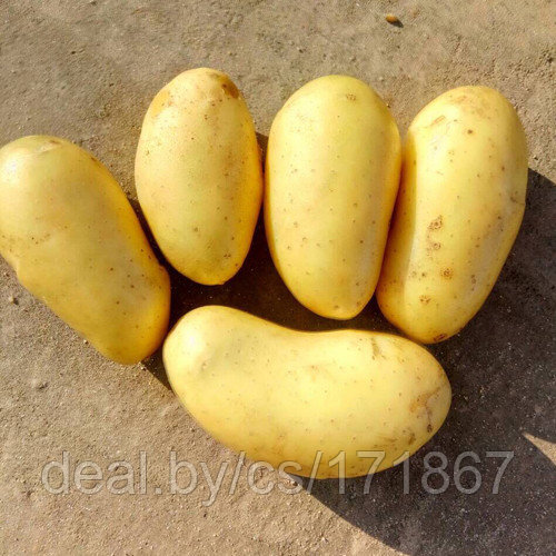 Семена картофеля Королева Анна 1РС
