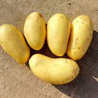 Семена картофеля Королева Анна 2РС