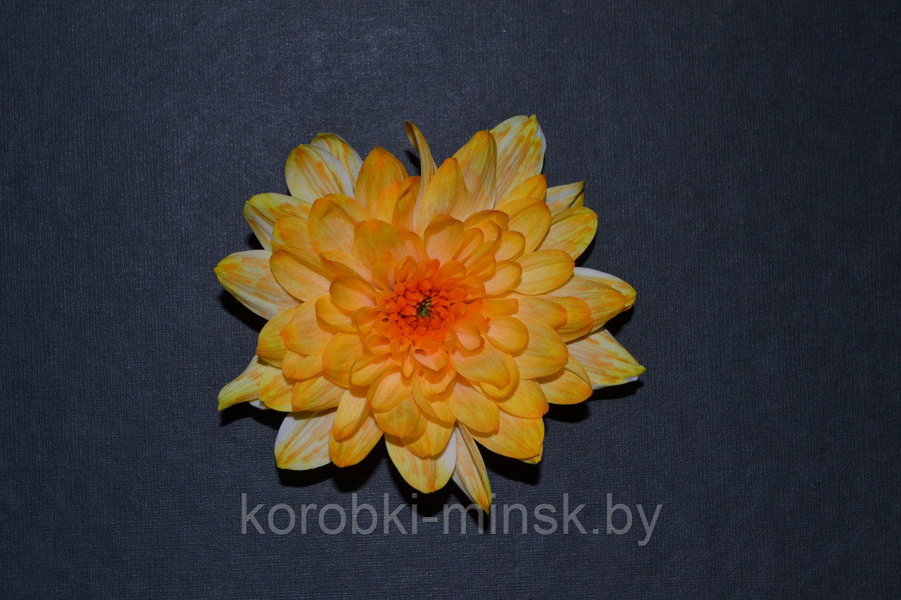 Краситель флористический Янтарный COLORS 950мл - фото 2 - id-p166568429