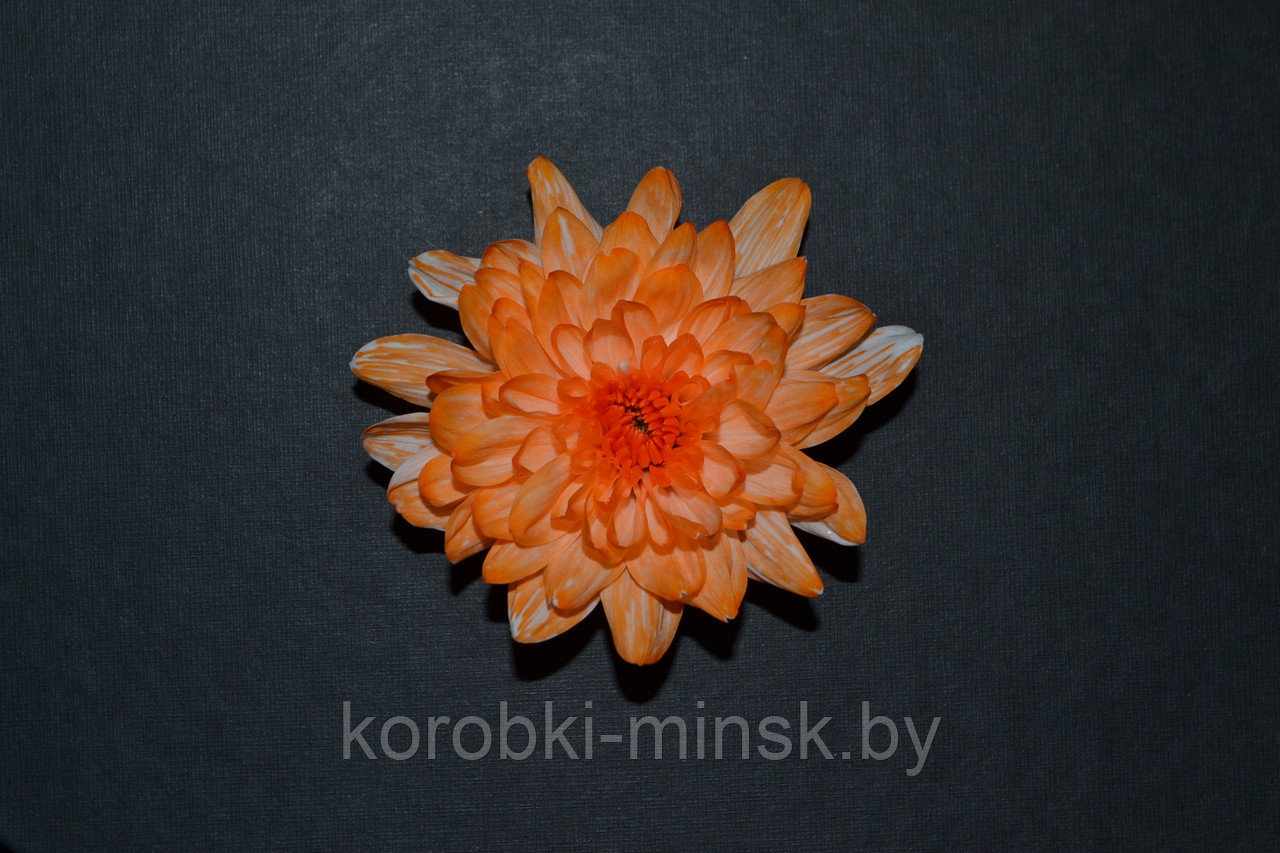 Краситель флористический Оранжевый COLORS 950мл - фото 2 - id-p166568916