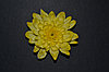 Краситель флористический Лимонный COLORS 950мл, фото 2