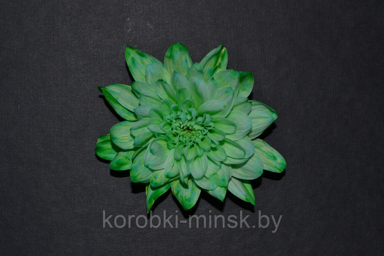 Краситель флористический Зеленый COLORS 950мл - фото 2 - id-p166572176
