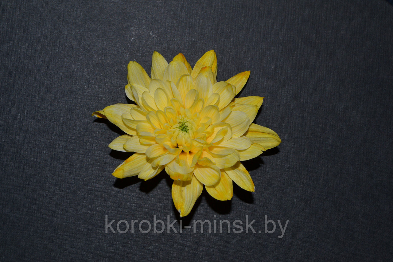 Краситель флористический Желтый COLORS 1000мл - фото 2 - id-p166567645