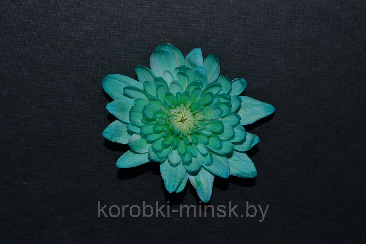 Краситель флористический Бирюзовый COLORS 950мл - фото 2 - id-p166572171