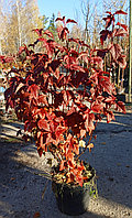 Пузыреплодник калинолистный Дьябло (Physocarpus opulifolius 'Diabolo')