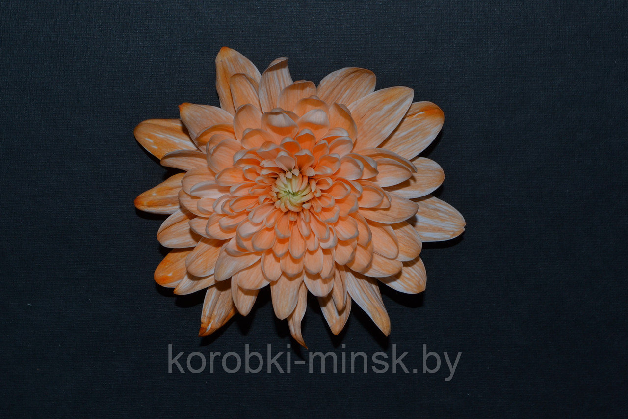 Краситель флористический Персиковый COLORS 300мл - фото 2 - id-p166521515