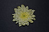 Краситель флористический Неоновый желтый COLORS 300мл, фото 2
