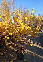 Пузыреплодник калинолистный  Лютеус (Physocarpus opulifolius  'Luteus')