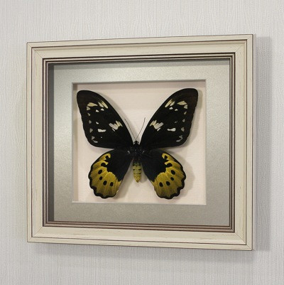 Бабочка Птицекрылка Голиаф (самка), арт: 118а - фото 1 - id-p47922978
