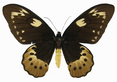 Бабочка Птицекрылка Голиаф (самка), арт: 118а - фото 2 - id-p47922978