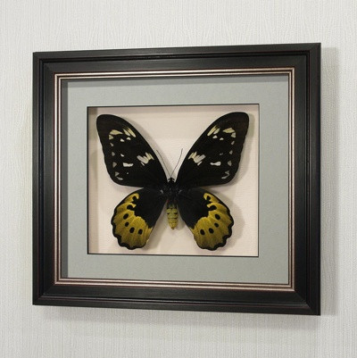 Бабочка Птицекрылка Голиаф (самка), арт: 118в