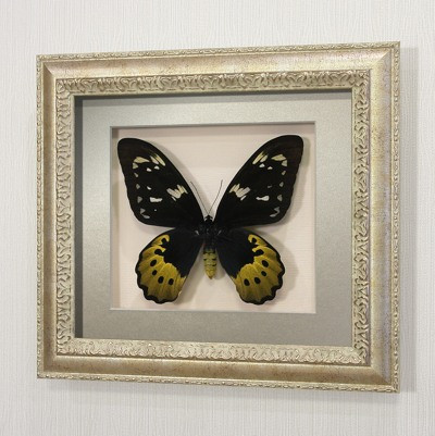 Бабочка Птицекрылка Голиаф (самка), арт.: 118с
