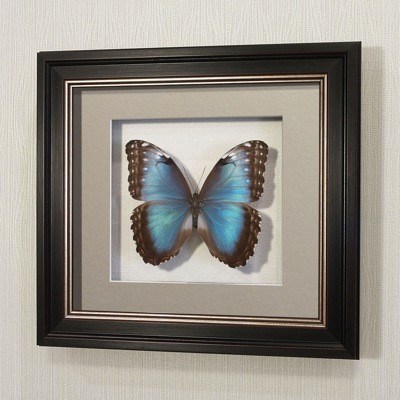 Картина Морфо счастья Пелей (самка), арт. 48в