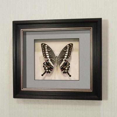 Бабочка Парусник Лормиер, арт: 39в