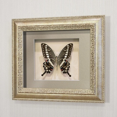 Бабочка Парусник Лормиер, арт: 39с