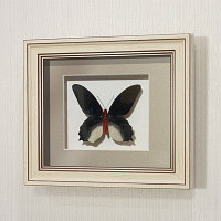 Картина-панно Бабочка Атрофанейра семпера (самец, верх), арт. 122а