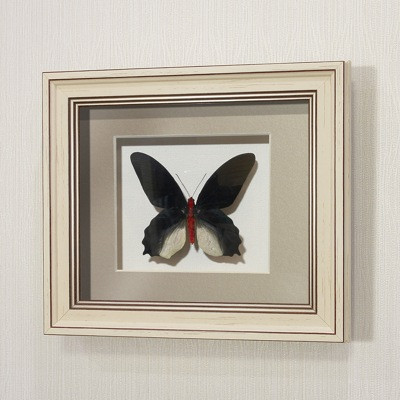 Картина-панно Бабочка Атрофанейра семпера (самец, верх), арт. 122а - фото 1 - id-p166877754