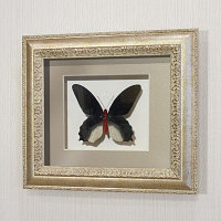 Картина-панно Бабочка Атрофанейра семпера (самец, верх), арт. 122с