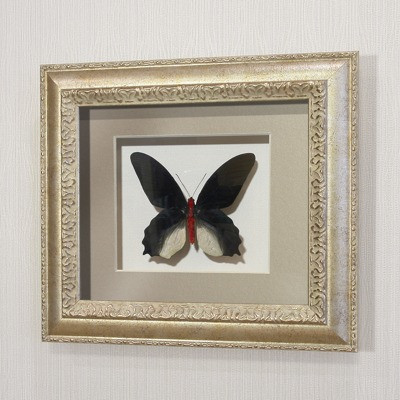 Картина-панно Бабочка Атрофанейра семпера (самец, верх), арт. 122с - фото 1 - id-p166877756