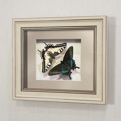 Бабочки Махаон и Парусник Маакка, арт: 3-28а - фото 1 - id-p58649680
