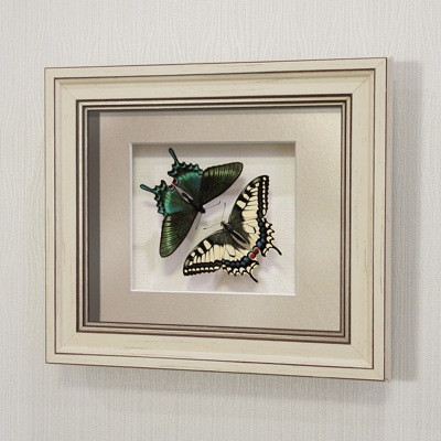 Бабочки Махаон и Парусник Маакка, арт: 3-28а - фото 2 - id-p58649680