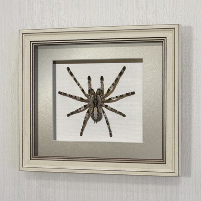 Картина Королевский индийский паук-птицеед, арт. П10а - фото 1 - id-p166935904