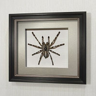 Картина Королевский индийский паук-птицеед, арт. П10в