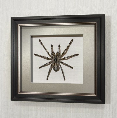 Картина Королевский индийский паук-птицеед, арт. П10в - фото 1 - id-p166935905