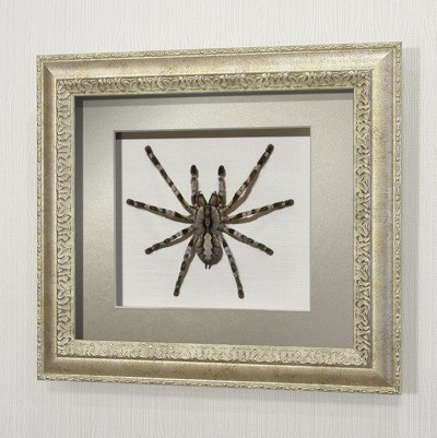 Картина Королевский индийский паук-птицеед, арт. П10с - фото 1 - id-p166935906