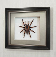Золотоколенный Паук-тарантул, арт.: П1в