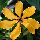 Масло эфирное "Иланг-иланг", 30 мл, фото 2