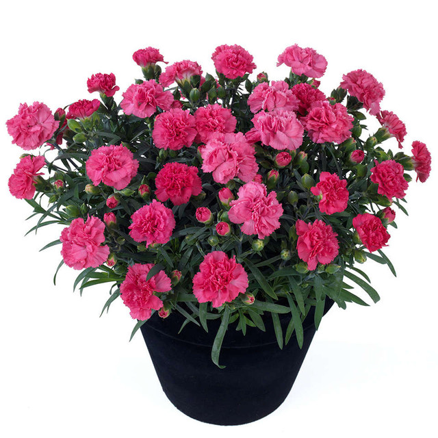 Гвоздика Dianthus