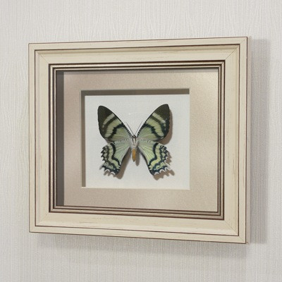 Картина-панно бабочка Урания Алкид, арт.44а - фото 1 - id-p167072958