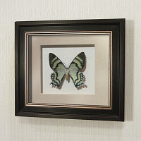 Картина-панно бабочка Урания Алкид, арт.44в