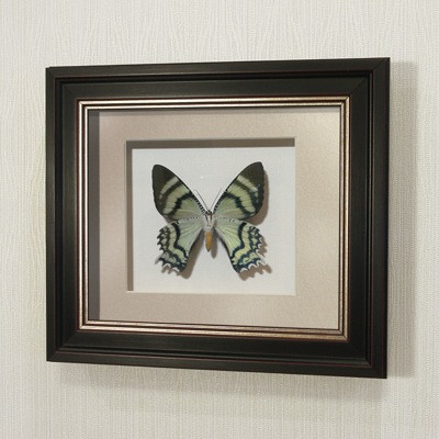 Картина-панно бабочка Урания Алкид, арт.44в - фото 1 - id-p167072959