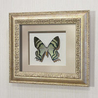 Картина-панно бабочка Урания Алкид, арт.44с