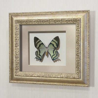 Картина-панно бабочка Урания Алкид, арт.44с - фото 1 - id-p167072960