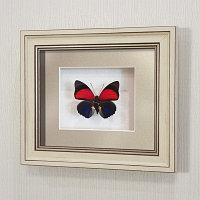 Картина-панно бабочка Агриас Лугенс, арт. 72а-01