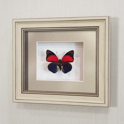 Картина-панно бабочка Агриас Лугенс, арт. 72а-01 - фото 1 - id-p167072961