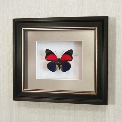 Картина-панно бабочка Агриас Лугенс, арт. 72в-01