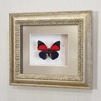 Картина-панно бабочка Агриас Лугенс, арт. 72с-01