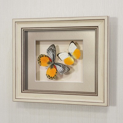 Картина-панно Бабочки Золотые белянки Индонезии, арт.: 179а