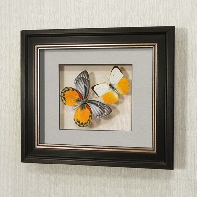 Картина-панно Бабочки Золотые белянки Индонезии, арт.: 179в